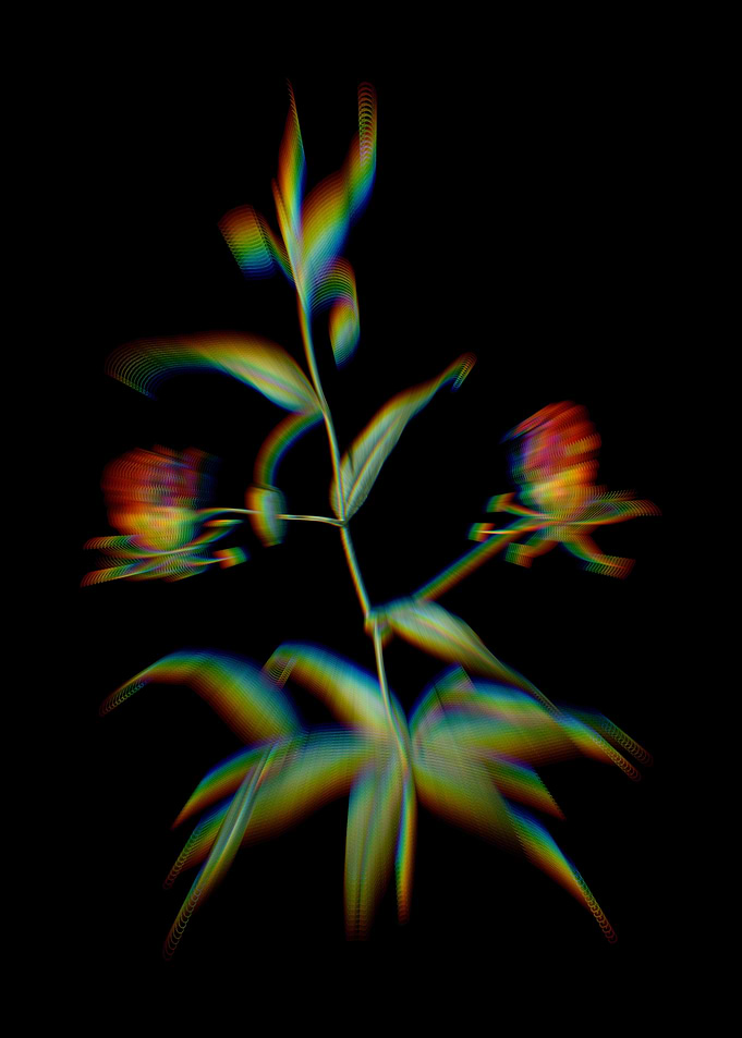 Prism Flame Lily Flowers