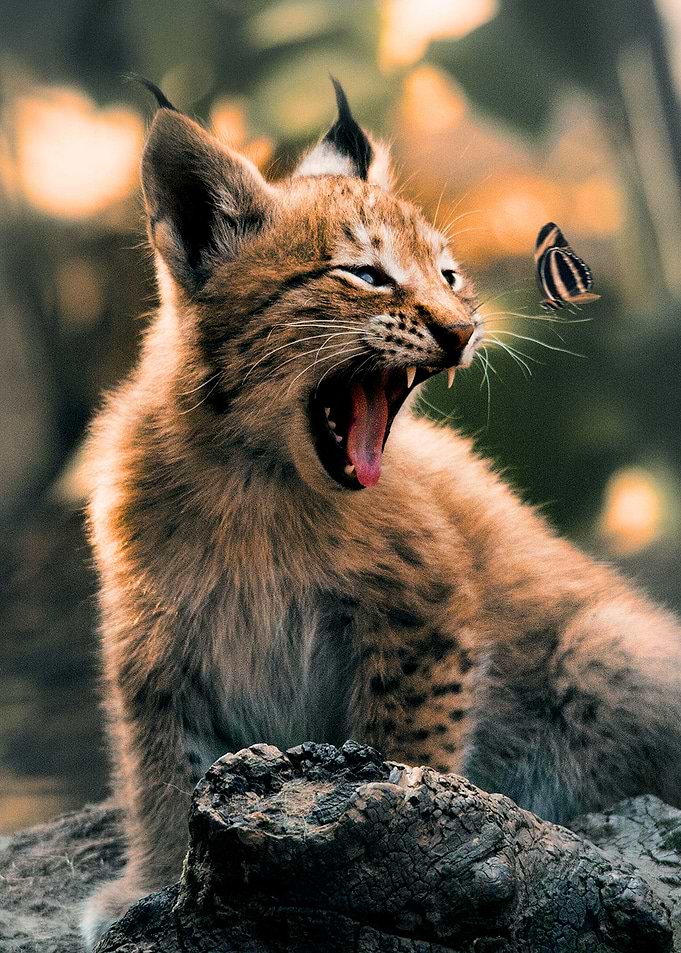 The Lynx Cub and Butterfly