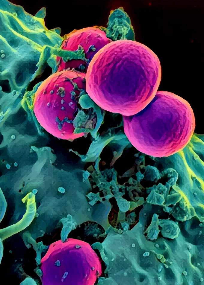 Microscopic organisms