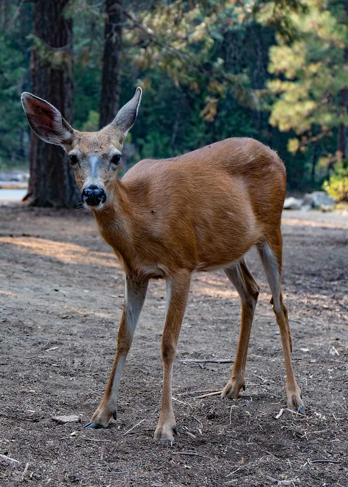 Baby deer
