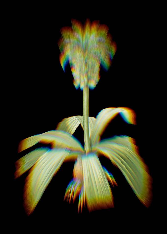 Prism Eucomis Regia