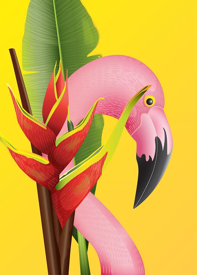 Beautiful flamingo