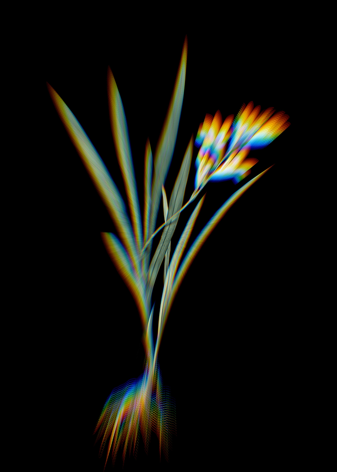 Prism Gladiolus Flowers
