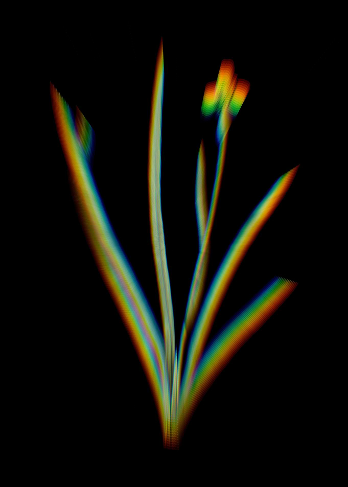 Prism Iris Martinicensis