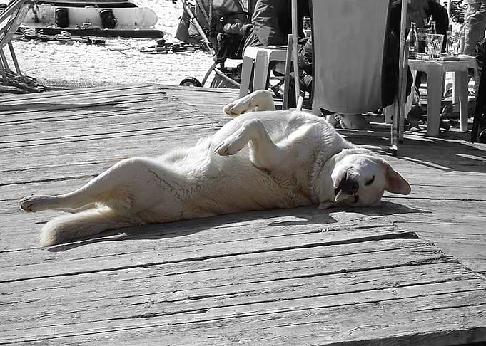 Hond