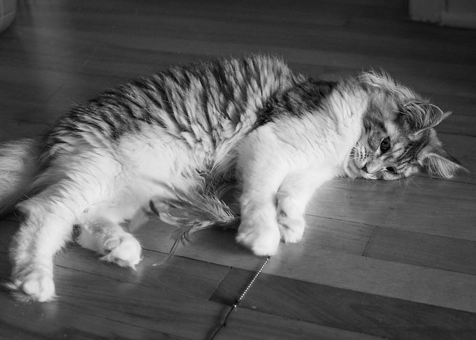 Kami on the floor