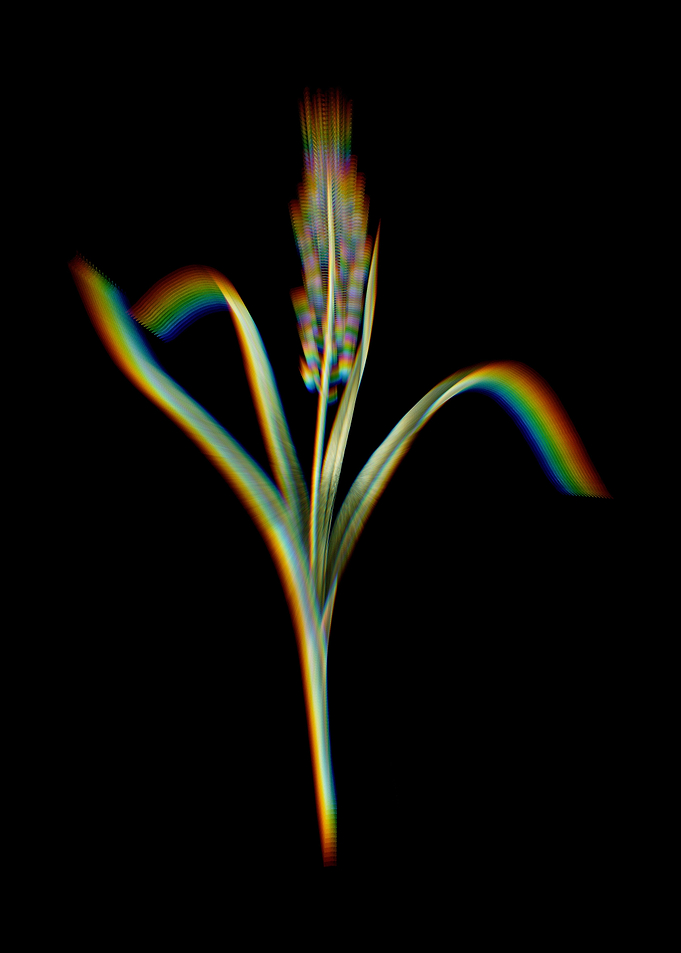 Prism Grape Hyacinth