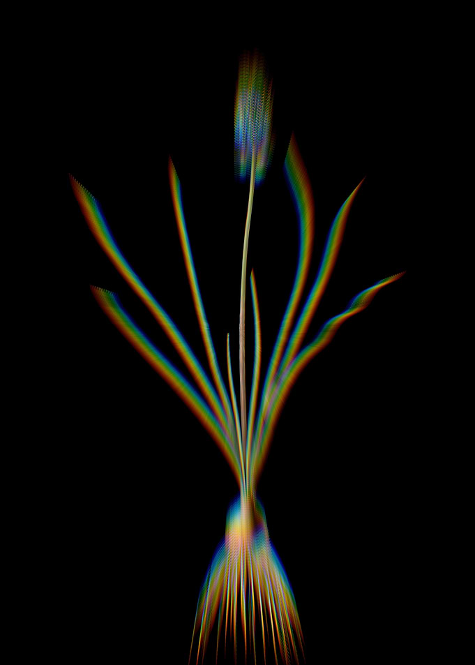 Prism Grape Hyacinth