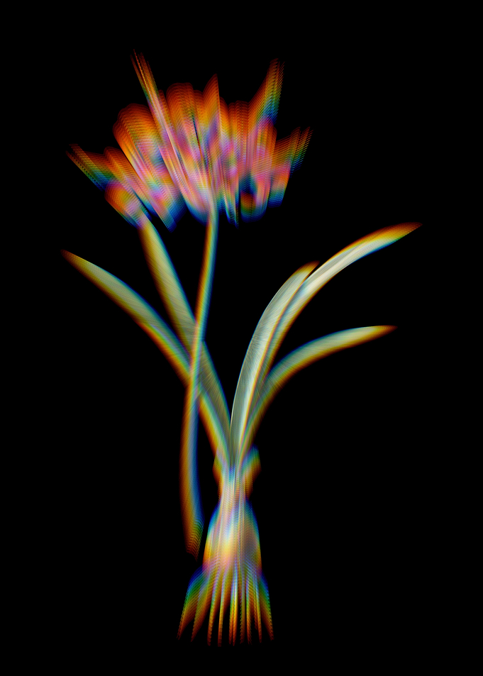 Prism Guernsey Lily