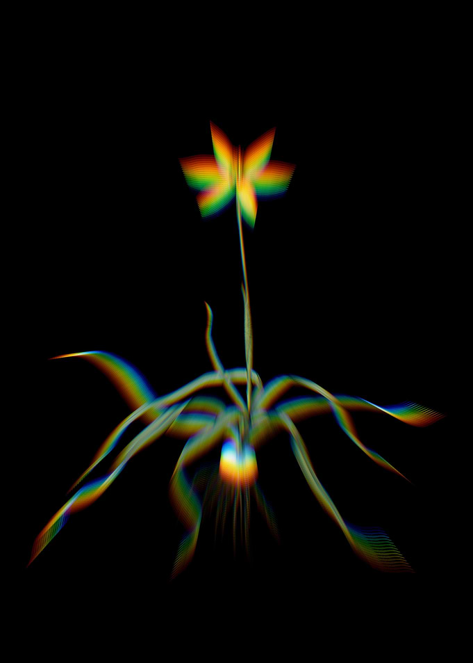 Prism Hypoxis Stellata
