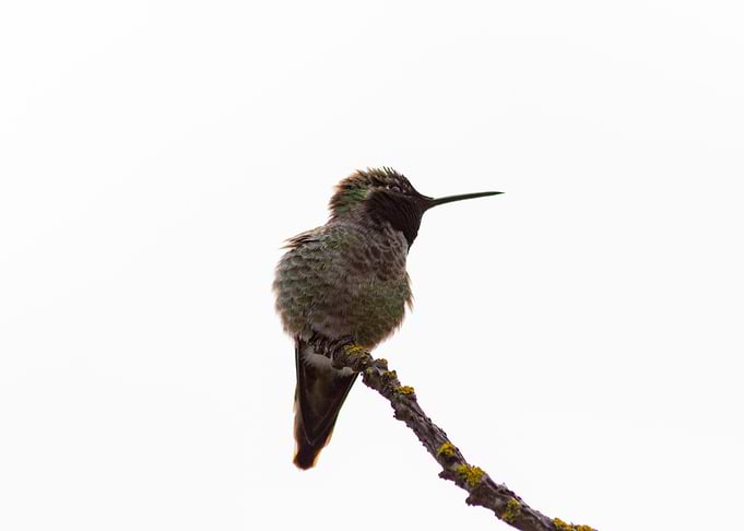 Hummingbird 01