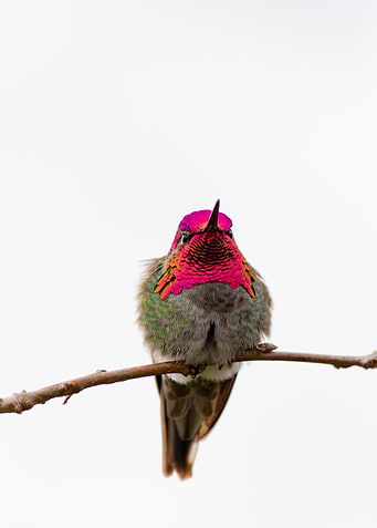 Hummingbird 05