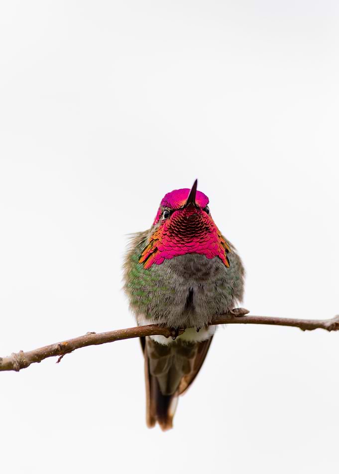 Hummingbird 05
