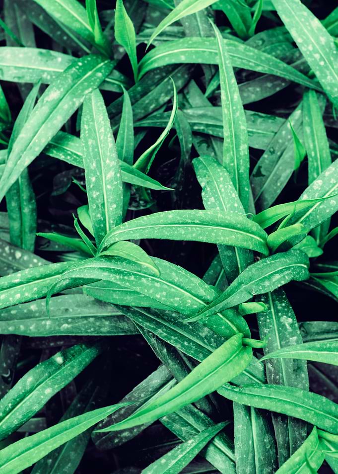 Green Leaves