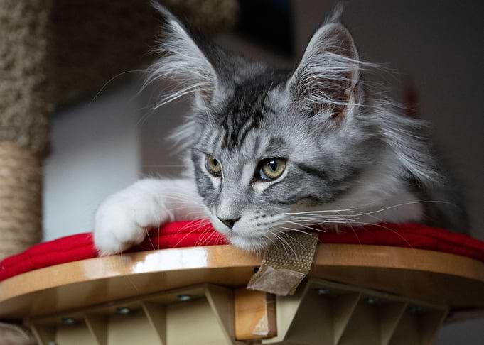 Kami on her post