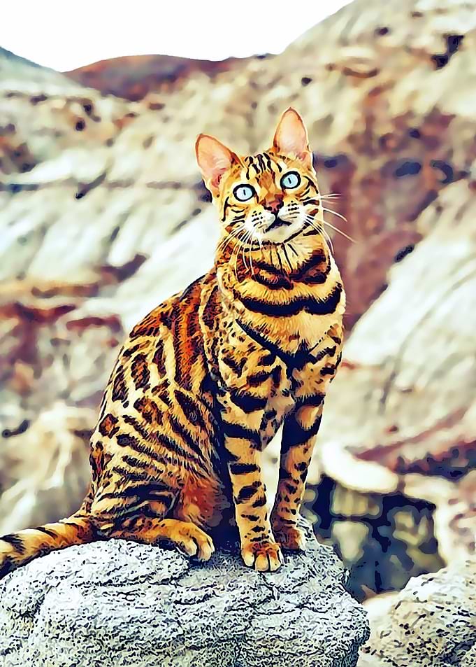 Animal 48