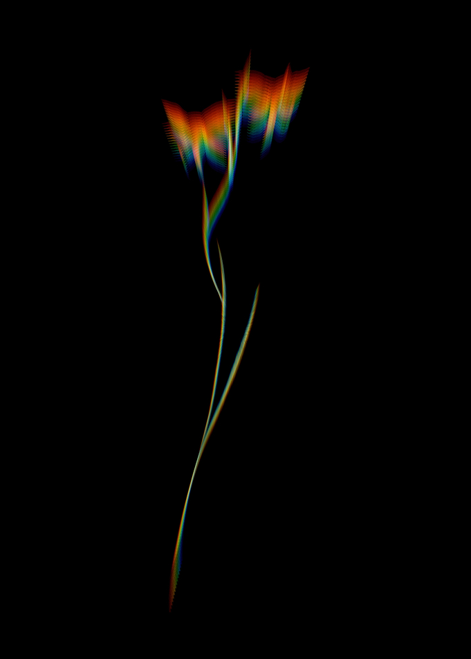 Prism Gladiolus Watsonius