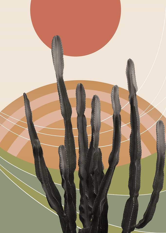 Cactus in the Desert 3