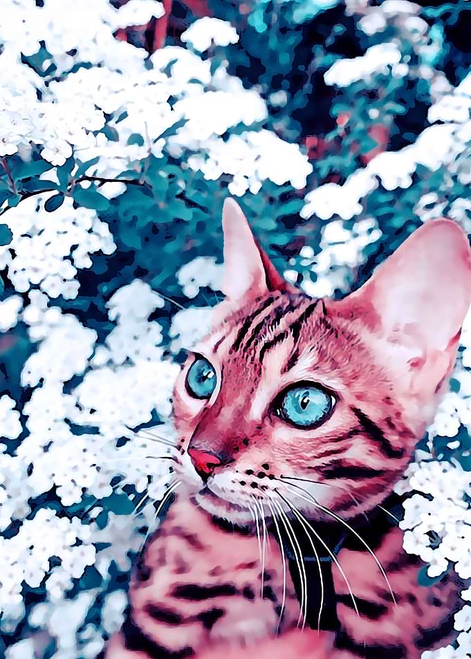 Animal 33