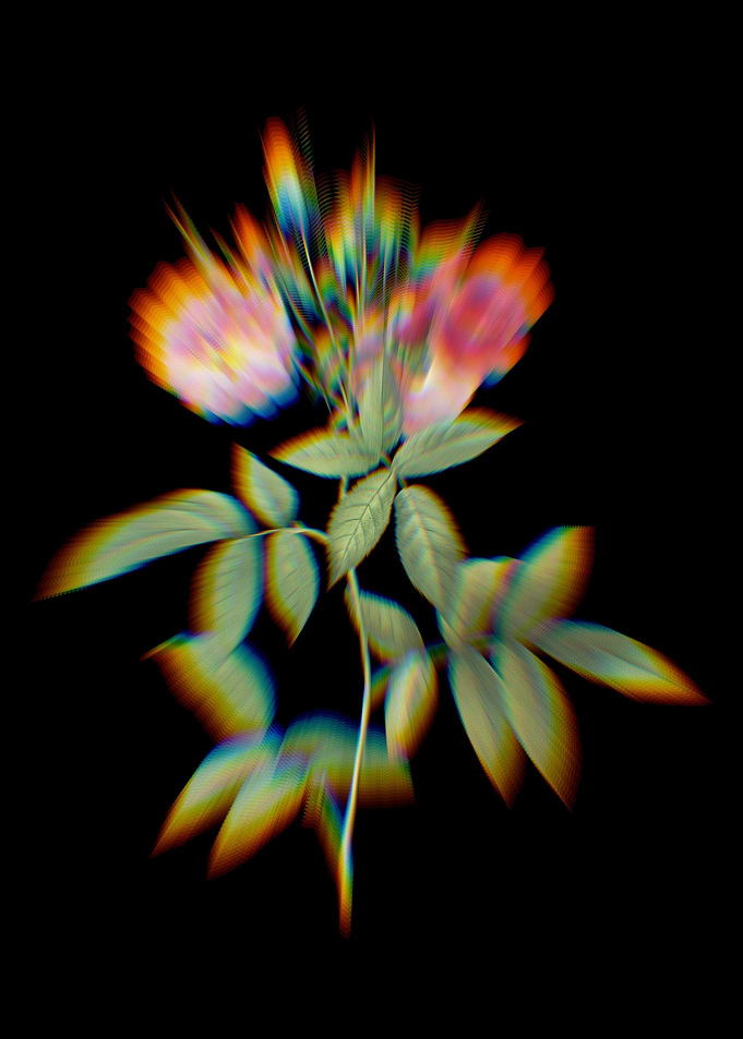 Prism Hudson Rose