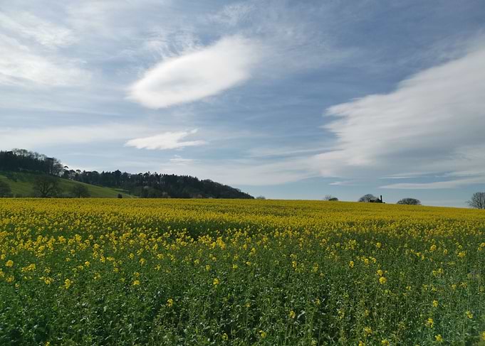 Fields