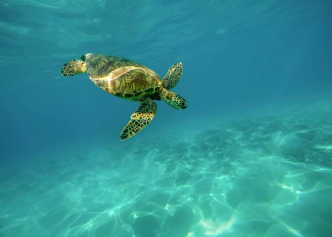 Sea Turtle Underwater