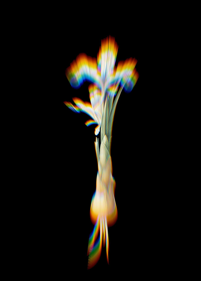 Prism Iris Persica
