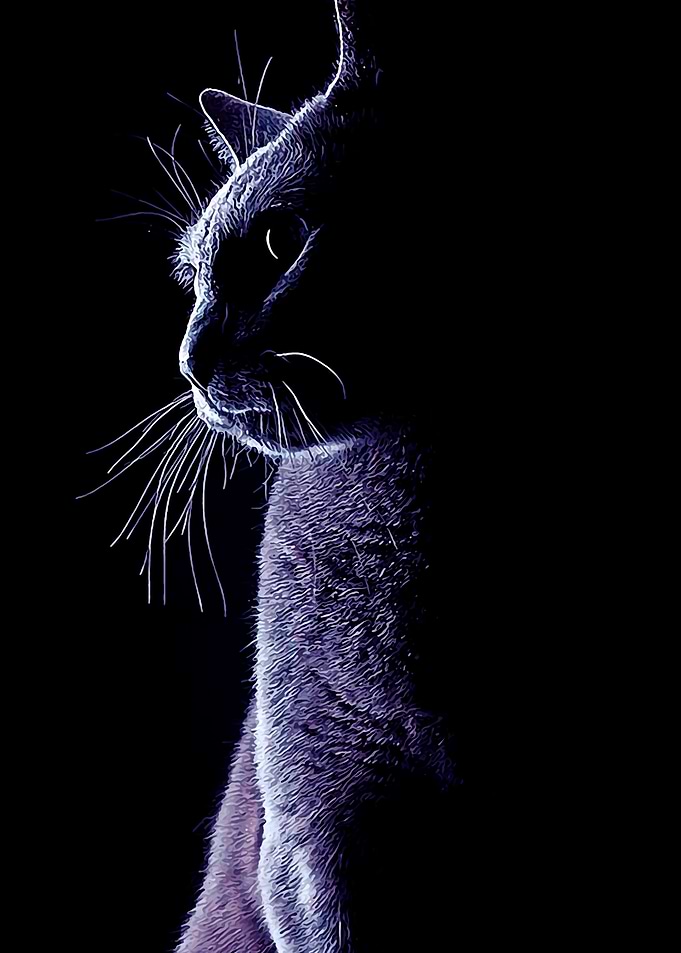 Animal 53