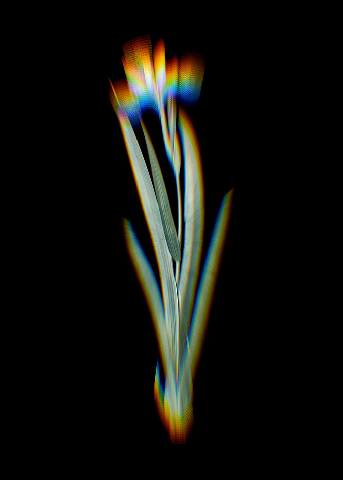 Prism Harlequin Blueflag