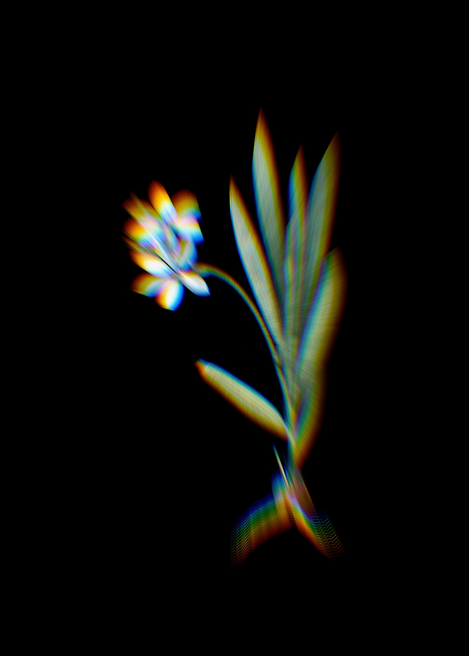 Prism Gladiolus Plicatus