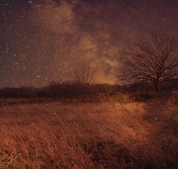 The forest