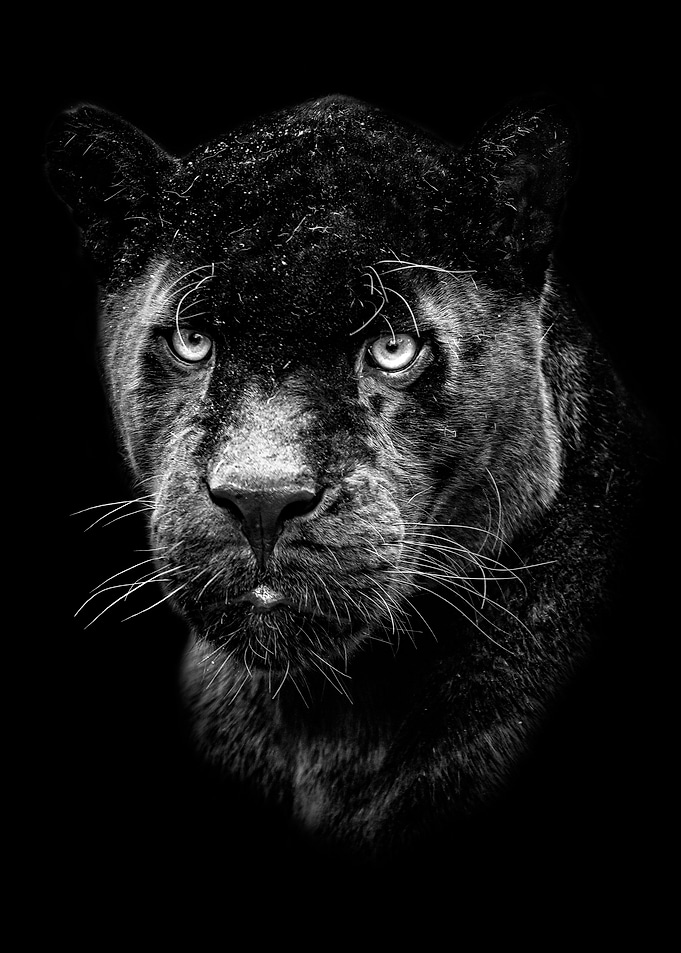 black panther head poster
