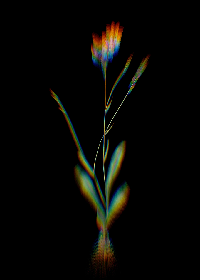 Prism Gladiolus Junceus
