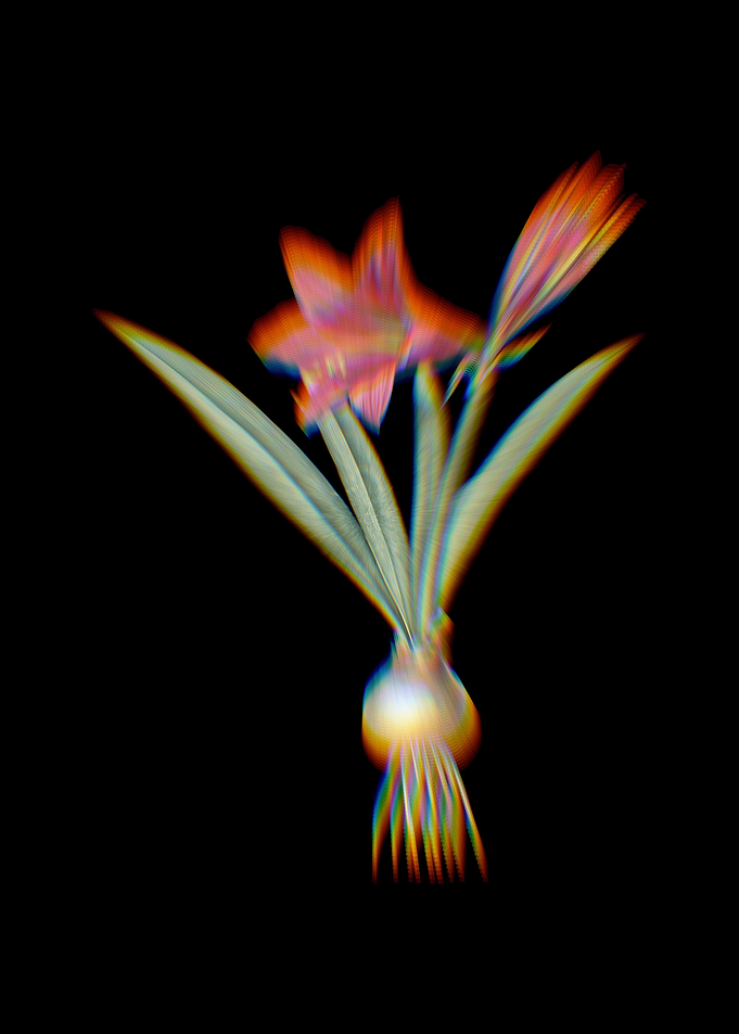 Prism Hippeastrum