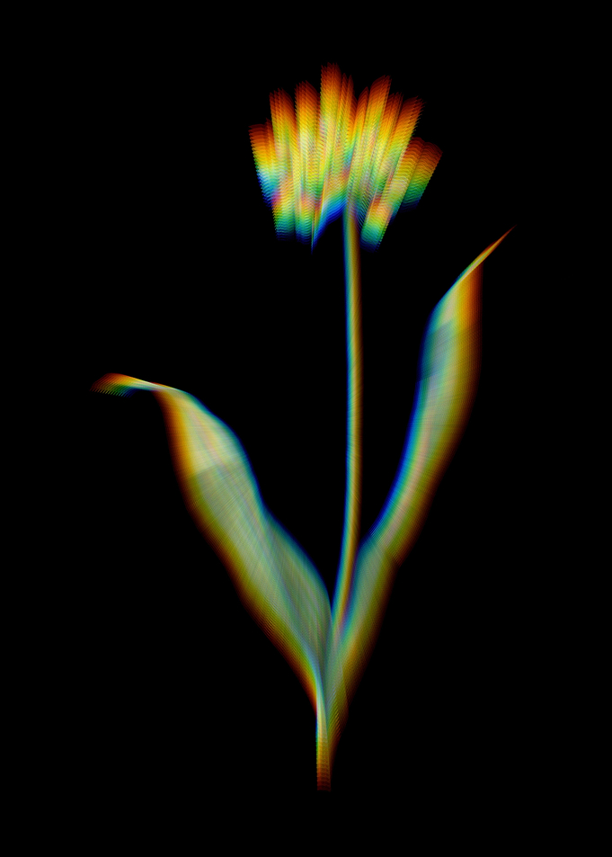 Prism Golden Garlic