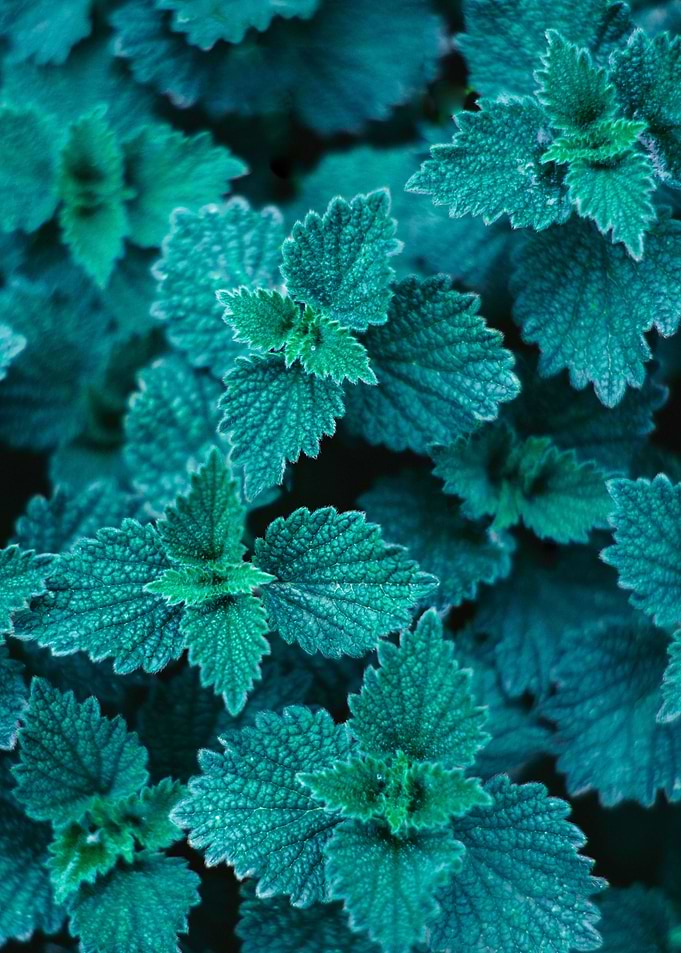 Green Leaves II