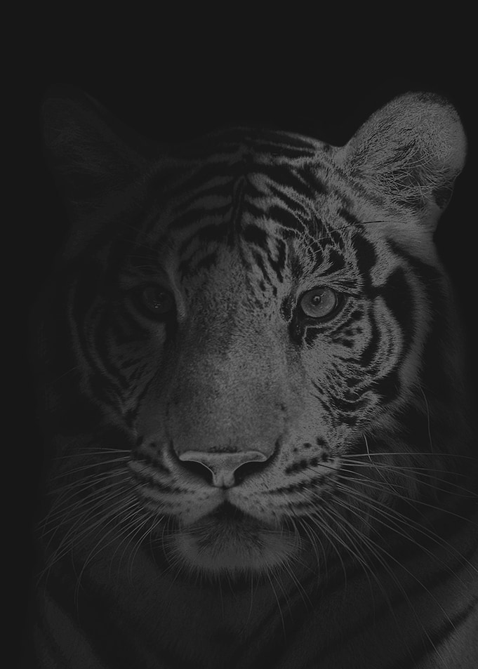 tiger in the dark
