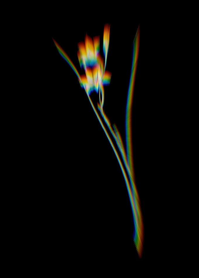Prism Gladiolus Flowers
