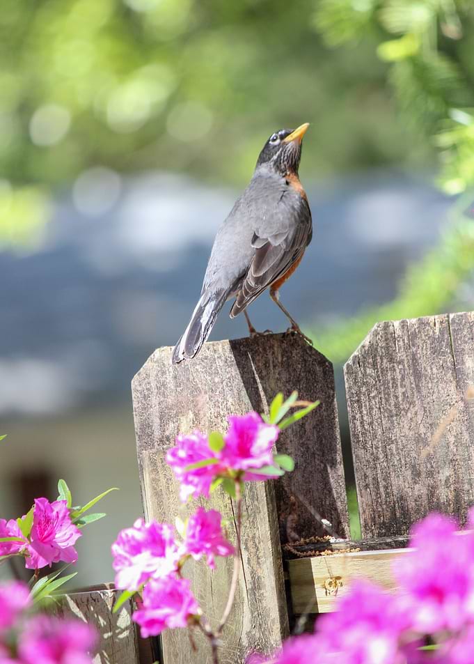 On the Fence