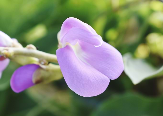 Beautiful snap of flower