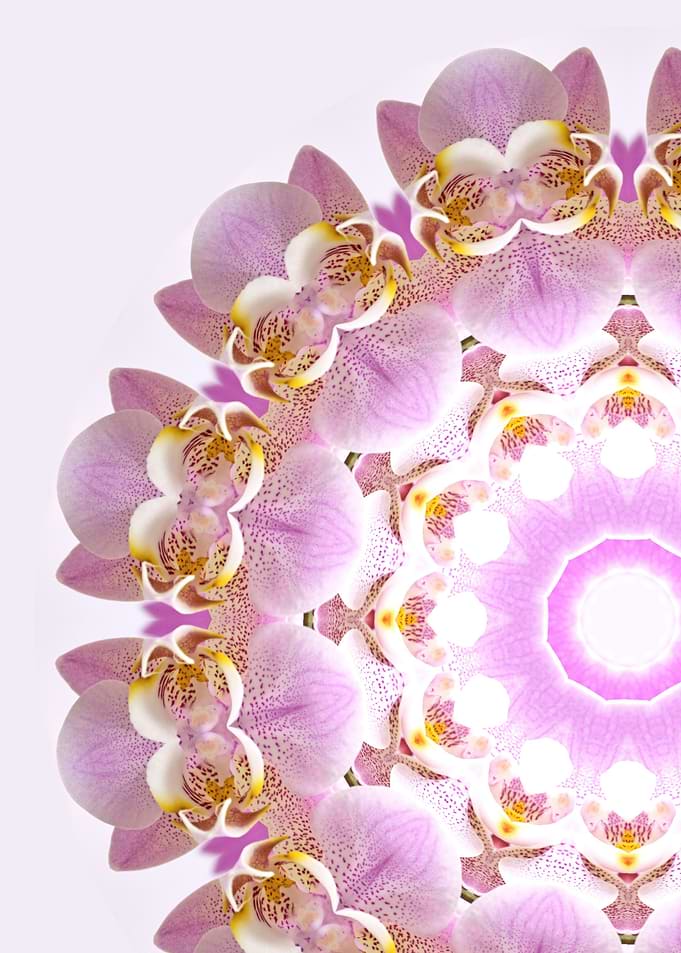 Orchid Mandala VI