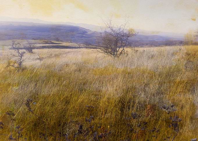 Field