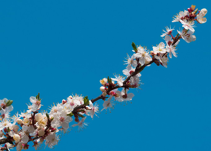 White flower