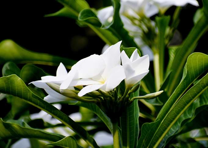 White Flower