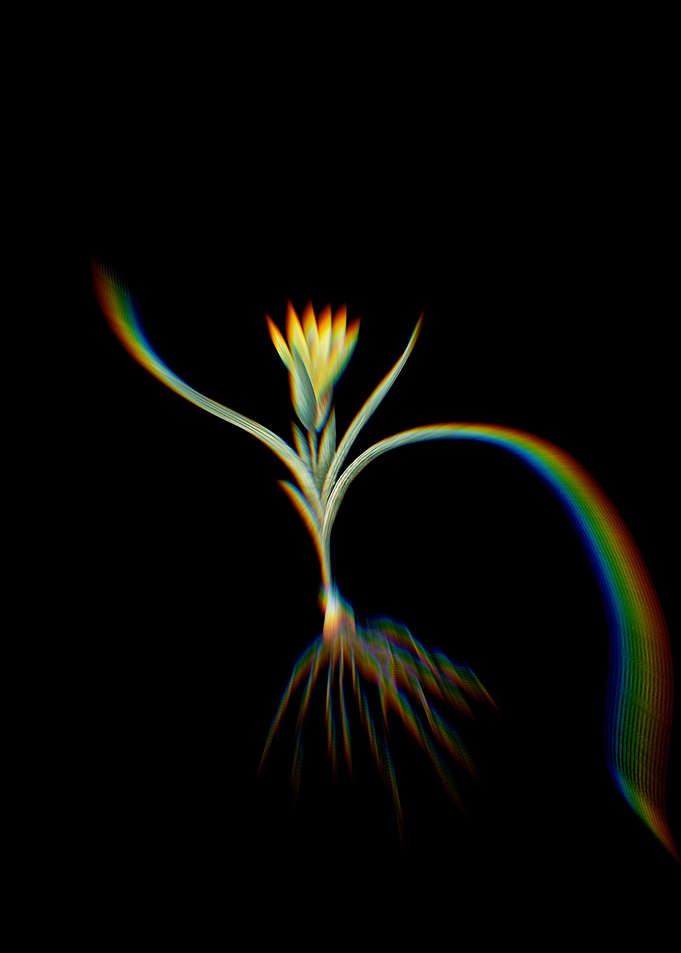Prism Ixia Recurva