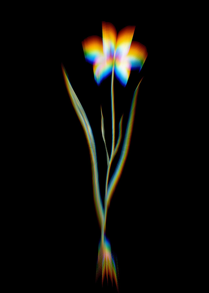 Prism Lady Tulip