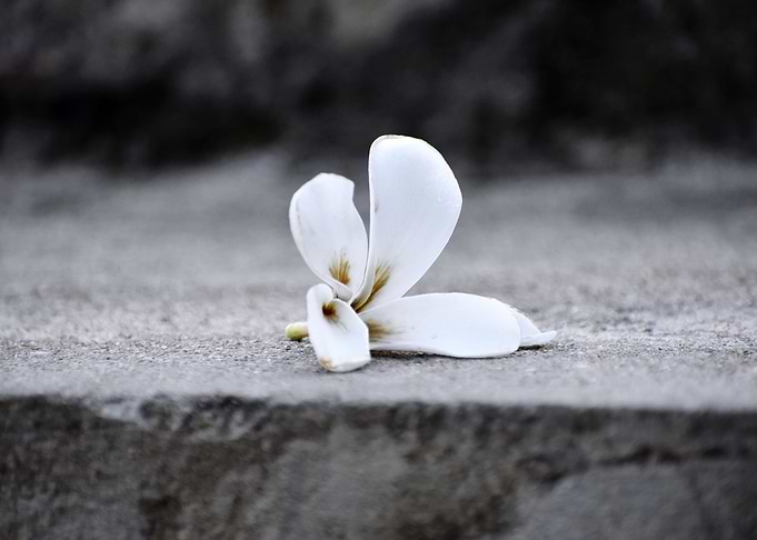 Beautiful snap of flower