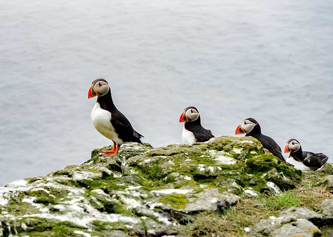 Atlantic Puffins in FO