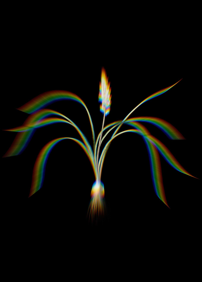 Prism Lachenalia Angusti
