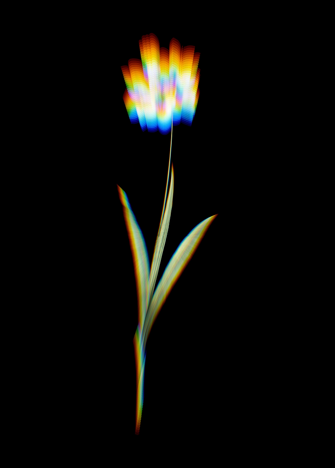 Prism Ixia Maculata
